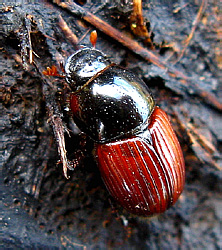 Aphodius (s.str.) foetens (Fabricius, 1787) [=aestivalis Stephens, 1839]