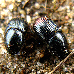 Aphodius (Otophorus) haemorrhoidalis (Linnaeus, 1758)