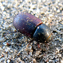 Aphodius (Sigorus) porcus (Fabricius, 1792)