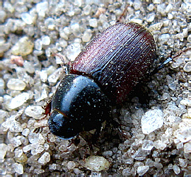 Aphodius (Sigorus) porcus (Fabricius, 1792)