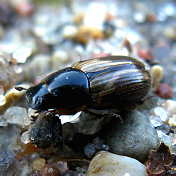 Aphodius (Melinopterus) prodromus (Brachm, 1790)