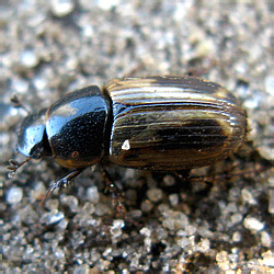 Aphodius (Melinopterus) prodromus (Brachm, 1790)