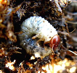 Aphodius ? (Acrossus) rufipes (Linnaeus, 1758)