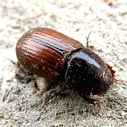 Aphodius (Agrilinus) sordidus sordidus (Fabricius, 1775)