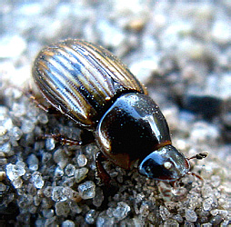 Aphodius (Volinus) sticticus (Panzer, 1798) [=equestris (Panzer, 1798)]