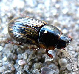 Aphodius (Volinus) sticticus (Panzer, 1798) [=equestris (Panzer, 1798)]