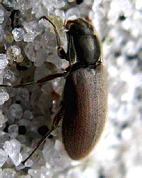 Dryops auriculatus (Geoffroy, 1785)