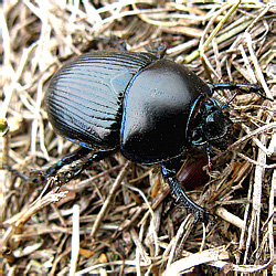 Geotrupes spiniger (Marsham, 1802)