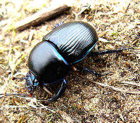 Geotrupes spiniger (Marsham, 1802)