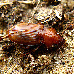 Harpalus (Acardystus) flavescens (Piller & Mitterpacher, 1783)