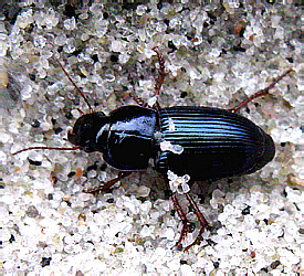 Harpalus (s.str.) rubripes (Duftschmid, 1812)