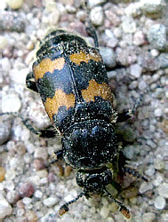 Nicrophorus vespillo (Linnaeus, 1758)