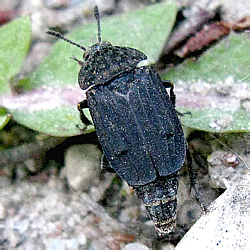 Thanatophilus sinuatus (Fabricius, 1775)