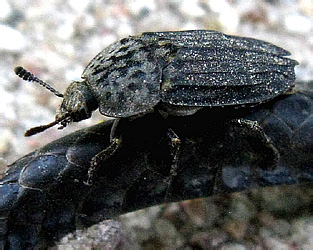 Thanatophilus sinuatus (Fabricius, 1775)