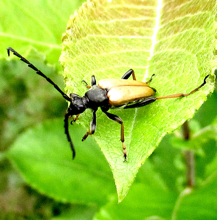 Stictoleptura (Aredolpona) rubra (Linnaeus, 1758), male.