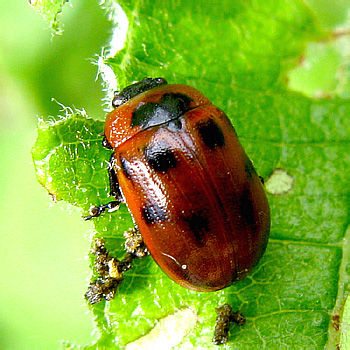 Gonioctena (s.str.) viminalis (Linnaeus, 1758)