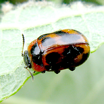 Gonioctena (s.str.) viminalis (Linnaeus, 1758)