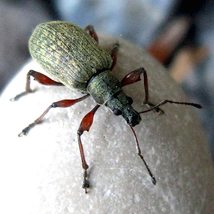 Phyllobius glaucus (Scopoli, 1763)