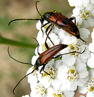 Stenurella bifasciata (Mueller, 1776)