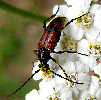 Stenurella bifasciata (Mueller, 1776)