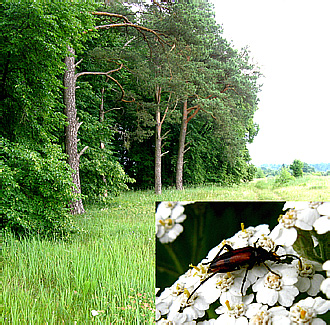 Stenurella bifasciata (Mueller, 1776)