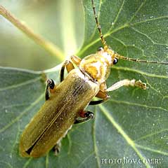  Cantharis sp. 1 (Cantharidae)