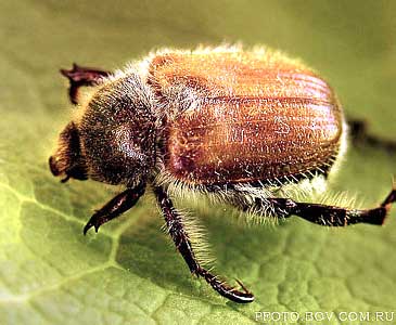  (Scarabaeidae: Rutelinae)