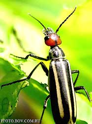   Epicauta erythrocephala (Meloidae)