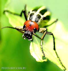   Epicauta erythrocephala (Meloidae)