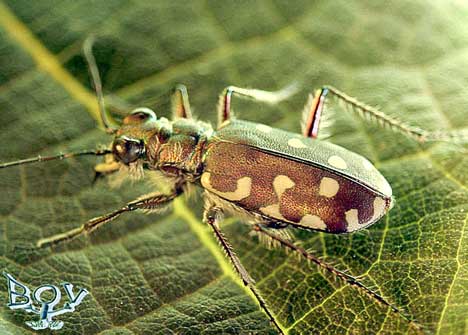  Cicindela sp. (Carabidae)