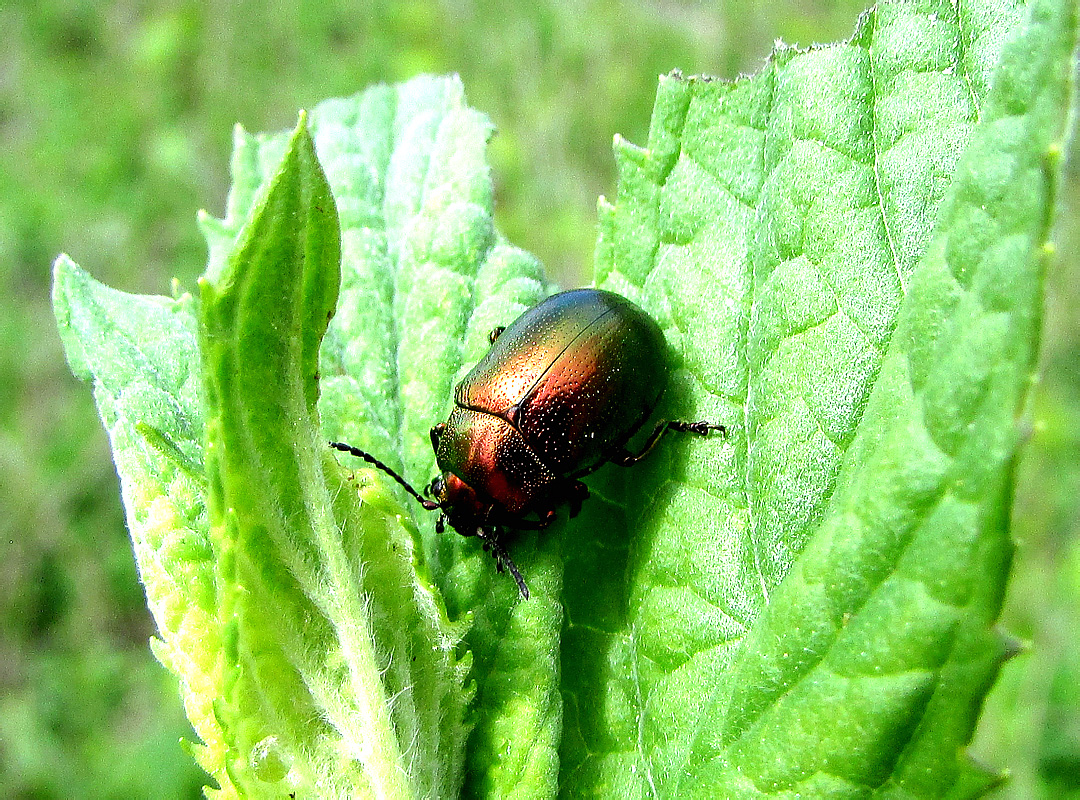 Chrysolina herbacea (Duftschmid, 1825)