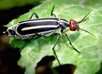   Epicauta erythrocephala (Meloidae)