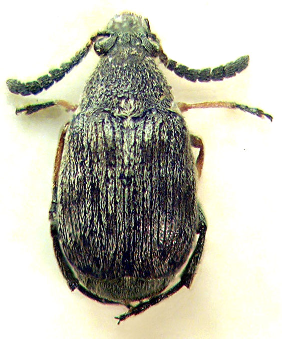 Bruchidius pusillus 