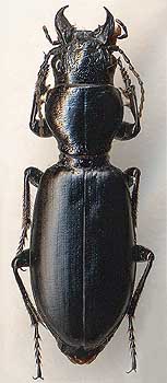 Broscus cephalotes, female