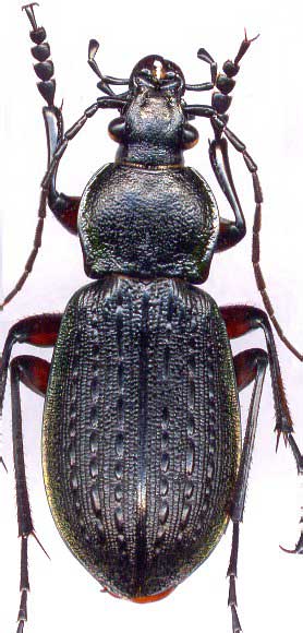 Carabus (Carabus) arvensis faldermanni, male