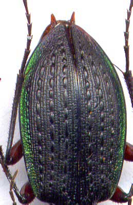 Carabus (Carabus) arvensis faldermanni, male