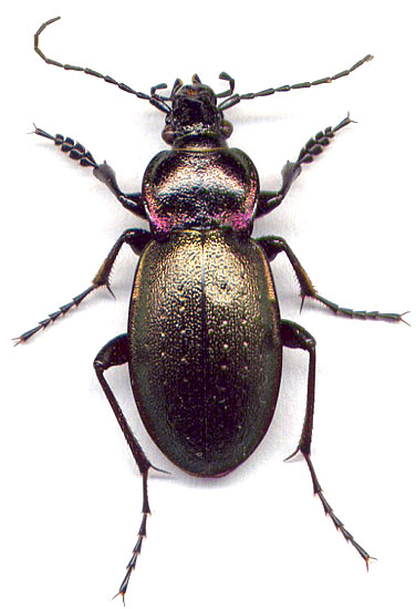 Carabus nemoralis, 