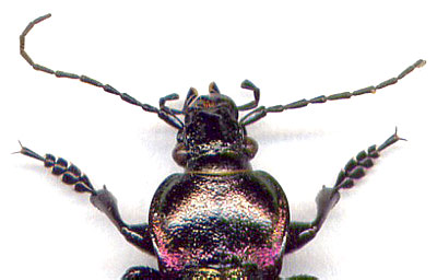 Carabus  nemoralis, 