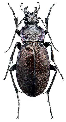 Carabus regalis, female