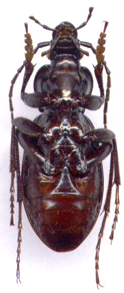 Carabus (Leptinocarabus) venustus, male