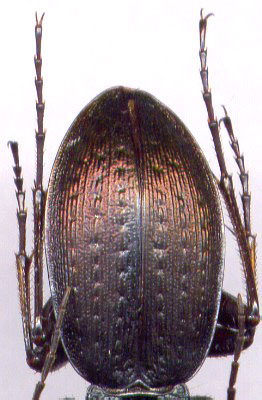 Carabus (Leptinocarabus) venustus, male