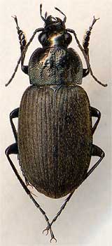 Chlaenius alutaceus, 