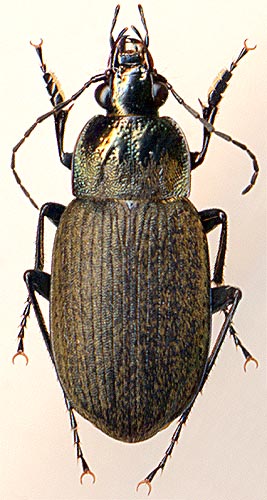 Chlaenius alutaceus, 