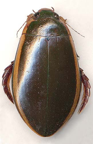 Cybister japonicus, 