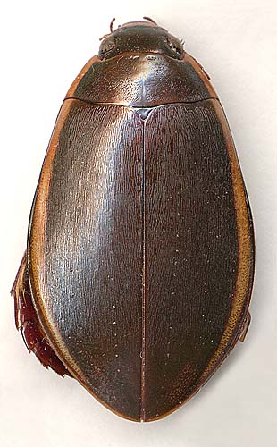 Cybister japonicus, 