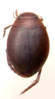 Hyphydrus ovatus, female