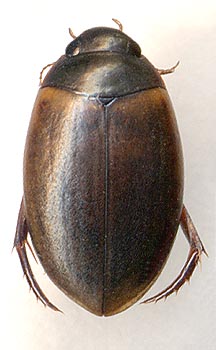 Agabus conspicuus, female