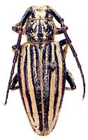 Eodorcadion ornatum