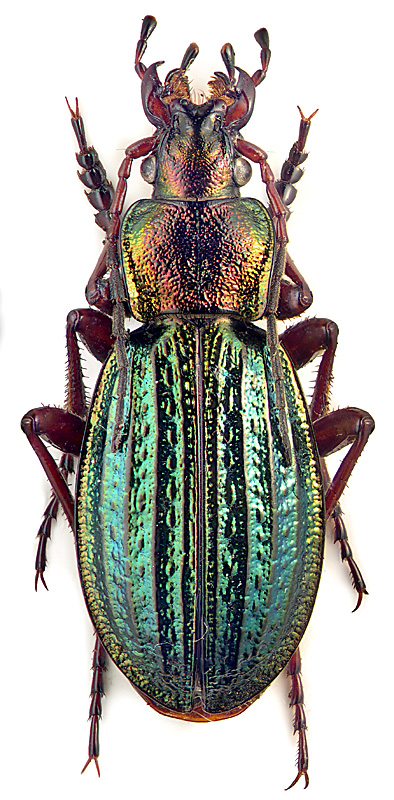 Carabus (Morphocarabus) mestsherjakovi Lutshn.