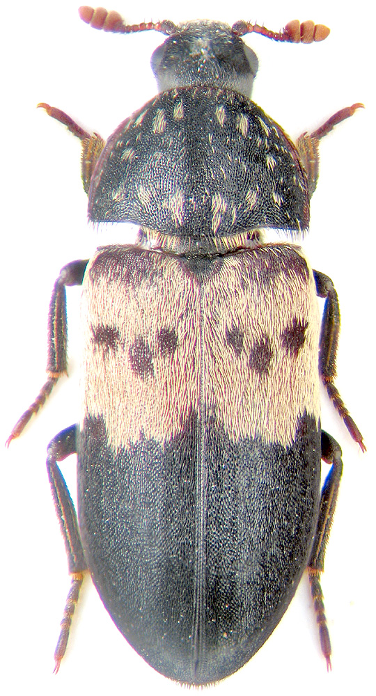 Dermestes lardarius L.